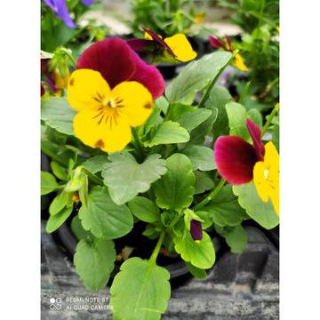 Мини теменужка