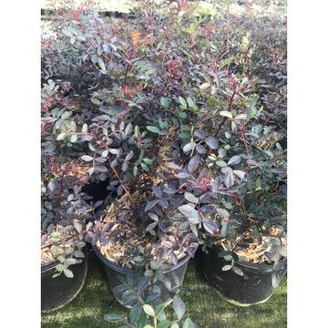 Мастиково дърво Pistacia