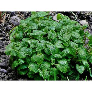 Mentha citrata мента цитрусова мента