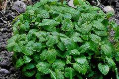 Mentha citrata мента цитрусова мента