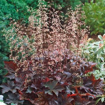 Хойхера Heuchera – Цветя и градина – всичко за цветята и градината