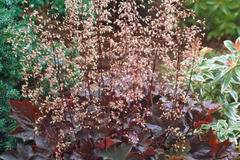 Хойхера Heuchera – Цветя и градина – всичко за цветята и градината