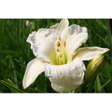 Хамерокалис Hemerocallis White Temptation