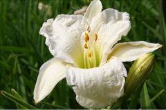 Хамерокалис Hemerocallis White Temptation