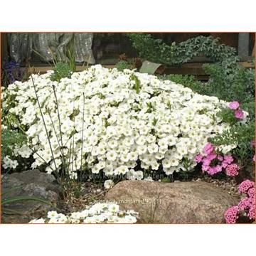 Аренариа Arenaria montana