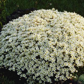 Саксифрага Saxifraga