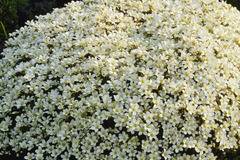 Саксифрага Saxifraga