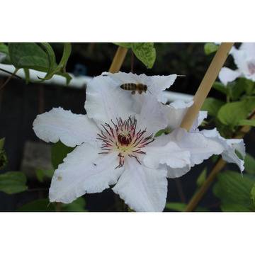 Клематис (Clematis Snow Queen)