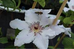 Клематис (Clematis Snow Queen)