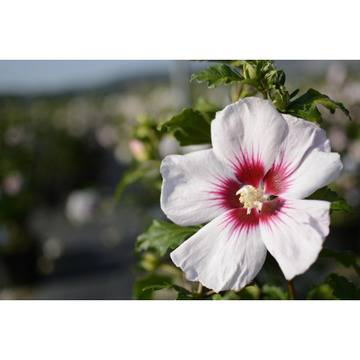 Хибискус Hibiscus