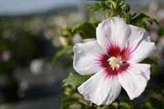 Хибискус Hibiscus