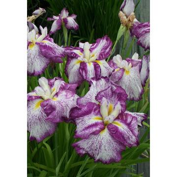 Ирис Iris цветя за градината и двора