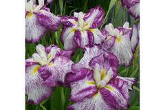 Ирис Iris цветя за градината и двора
