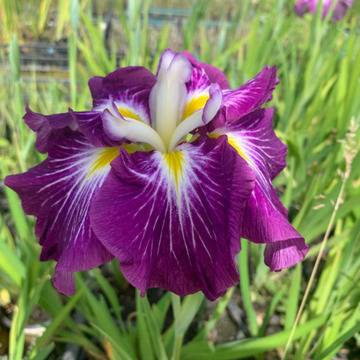 Ирис Iris Ensata Dinner Plate Jell