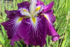 Ирис Iris Ensata Dinner Plate Jell
