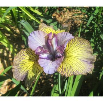 Ирис Iris Sibirica Tipped in Blue