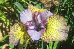Ирис Iris Sibirica Tipped in Blue