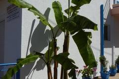 Acapulco Apartments 2 *