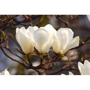 Магнолиа Magnolia Alba Superba