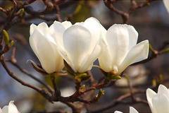 Магнолиа Magnolia Alba Superba