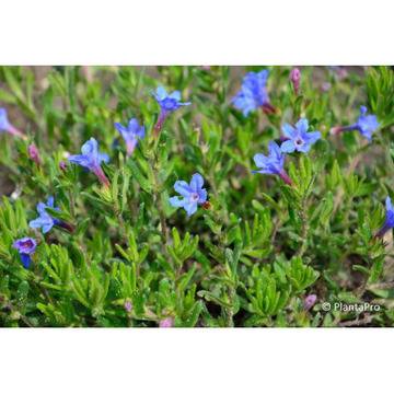 Литодора Lithodora