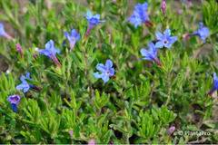 Литодора Lithodora