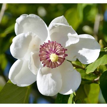 Магнолиа Magnolia Sieboldii