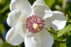 Магнолиа Magnolia Sieboldii