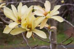 Мгнолиа Magnolia Butterflies