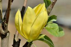 Магнолиа Magnolia Daphne