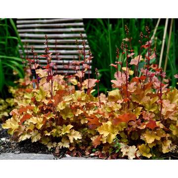 Хойхера карамел-продажба на цветя за градината