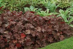 Хойхера Heuchera Palace purple
