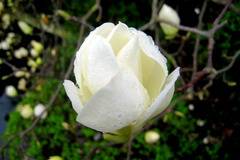 Магнолиа Magnolia Double Diamond