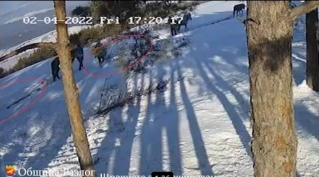 Вандали в действие! Отрязаха дръвчета в района на Панорамна алея „Стъпалата“ над Разлог