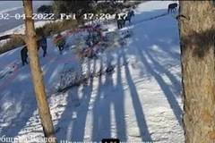 Вандали в действие! Отрязаха дръвчета в района на Панорамна алея „Стъпалата“ над Разлог