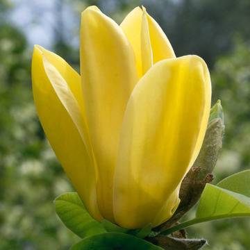 Магнолиа Magnolia Yellow Bird