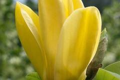 Магнолиа Magnolia Yellow Bird