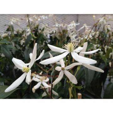 Клематис Clematis Snowdrift
