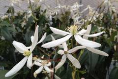 Клематис Clematis Snowdrift