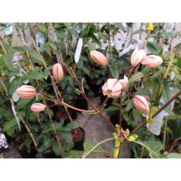 Клематис (Clematis Apple Blossom)