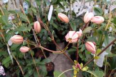 Клематис (Clematis Apple Blossom)