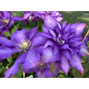 Клематис (Clematis Daniel Deronda)