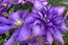 Клематис (Clematis Daniel Deronda)