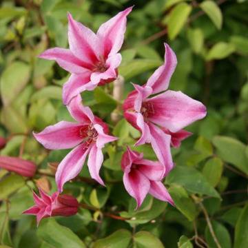 Клематис lematis Duchess of Albany)