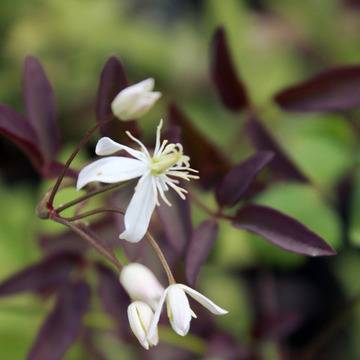 Клематис (clematis recta Purpurea)