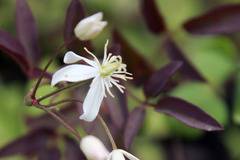 Клематис (clematis recta Purpurea)
