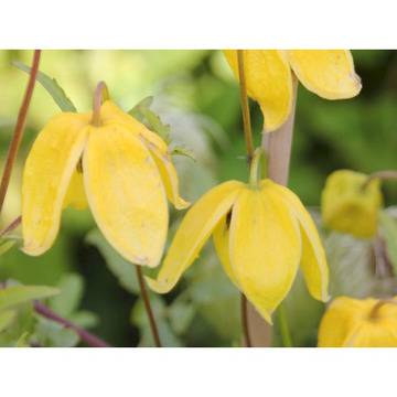 Клематис (Clematis Aurelion)