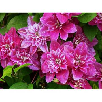 Клематис (Clematis My Darling)