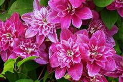 Клематис (Clematis My Darling)