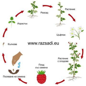 Разсад малини от производител